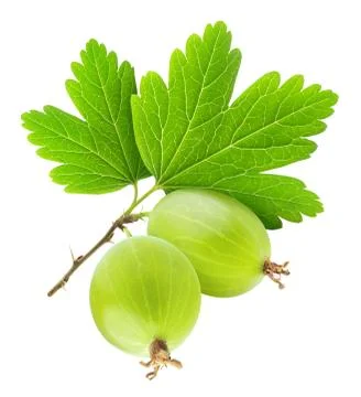 Two gooseberries Stock Photos