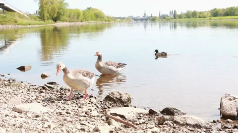 Two gooses coming ashore Stock Footage 40142685