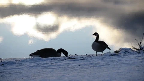 Two gooses Stock Footage 84031300