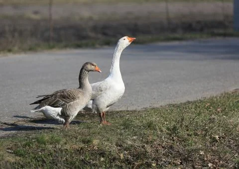 Two gooses on meadow Stock Photos