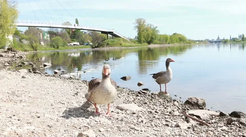 Two gooses preening Stock Footage 40546074