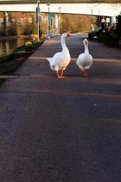 Two Gooses walking Foto stock