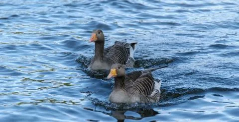 Two gooses in a water Stock Photos