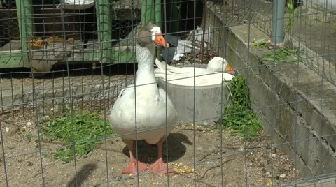 Two gooses/ducks are relaxing. Stockbeeldmateriaal 49131526