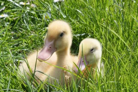 Two goosling in a grass Stock Photos
