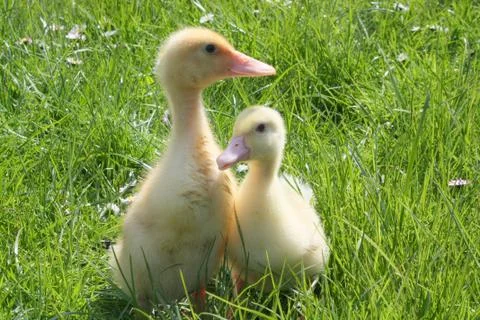 Two goosling in grass Stock Photos