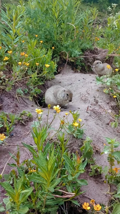Two gophers are seen resting among vibrant yellow flowers in a lush green meadow Stockbeeldmateriaal 312818295
