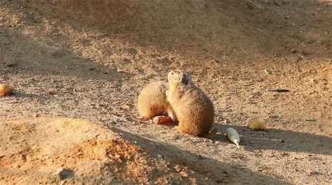 Two gophers Stock Footage 57509370