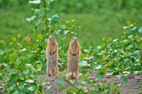 Two gophers poses on camera Foto stock