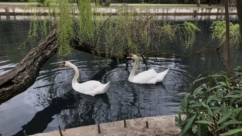 Two gorgeous swans in park Stock Footage 88774110