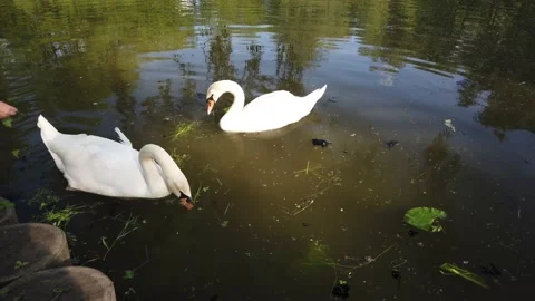 Two gorgeous white swan floating at natural pond water surrounded by greenery Stock Footage 132297561