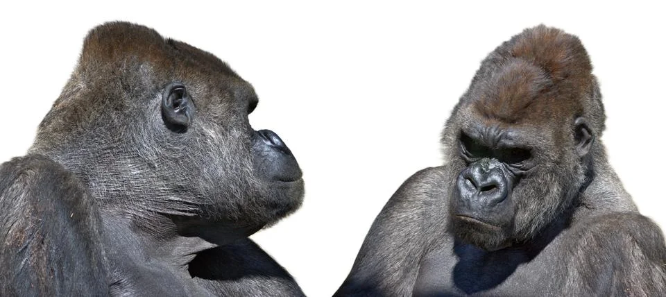 Two gorilla looking face to face Stock Photos