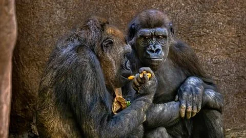 Two Gorillas eating Stock Photos