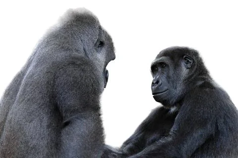 Two gorillas looking at each other sitting next to each other isolated on w.. Stock Photos