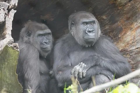 Two Gorillas Stock Photos