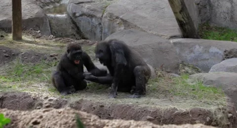 Two gorillas playing around Stock Footage 236436811