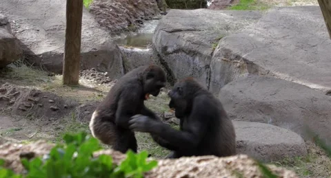 Two gorillas playing at the zoo Stock Footage 236436810