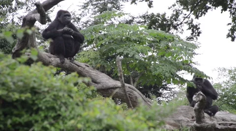Two Gorillas resting on tree limbs Stock Footage 40366476