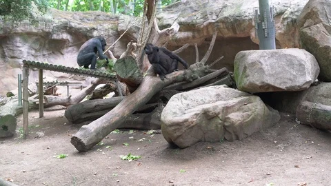 Two gorillas sit on fallen trees Stock-Footage 113114842