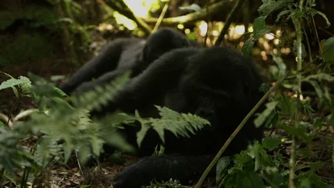 Two Gorillas sleep in the Jungle Stock Footage 88965375