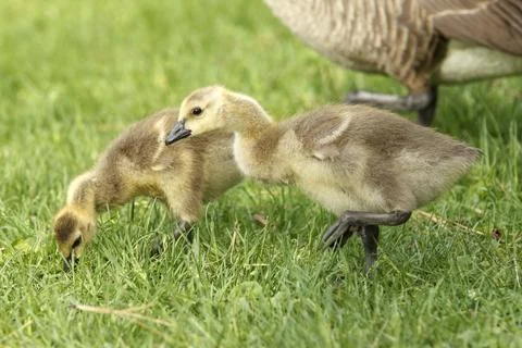 Two goslings in grass at park. Stock Photos