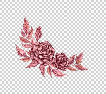 Two gothic roses with buds and leaves watercolor イラスト素材