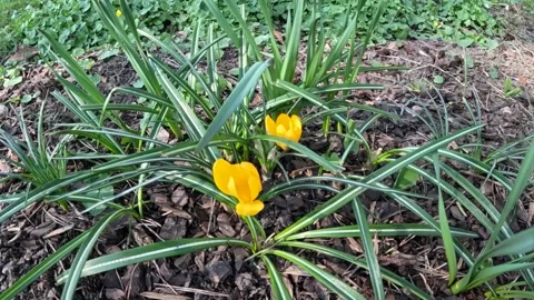 Two graceful, bright yellow crocuses with leaves as thin as a catnip Stock Footage 239042708
