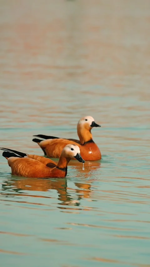 Two graceful eagle ducks glide gracefully across the serene water Stock Footage 306511782