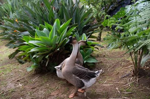 Two graceful geese stroll through a lush garden, surrounded by vibrant gree.. Stock Photos