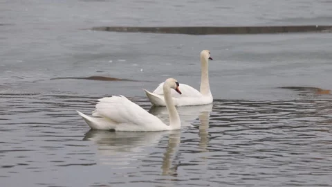 Two graceful swans glide through the cold waters of a partially frozen lake. Stock Footage 303371001