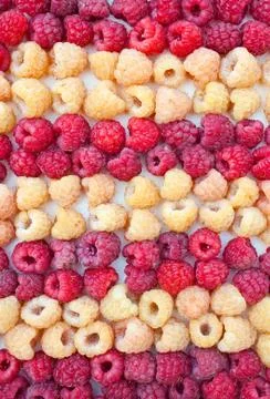 Two grades of a raspberry - red and yellow Stock Photos