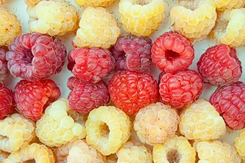 Two grades of a raspberry - red and yellow Stock Photos
