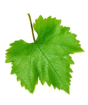 Two grape leaves Stock Photos
