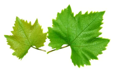 Two grape leaves Stock Photos