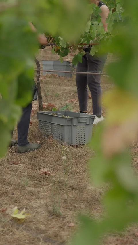 Two Grape Pickers Working Over a Harvest Crate Between Vine Rows Vertical Stock Footage 344438212