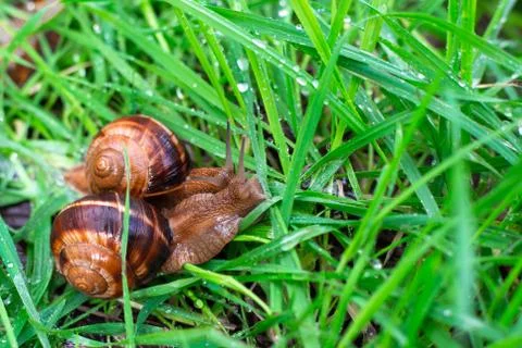 Two grape snails in wet grass after rain. Microworld Stock-Fotos