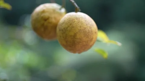 Two grapefruits on tree brushed by a gentle wind Stock Footage 274497069