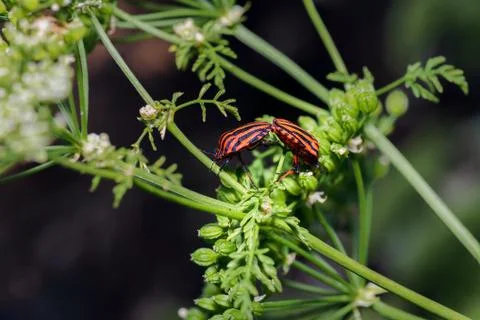Two graphosoma lineatum or shield bug or striped bug copulating on a branch Stock Photos