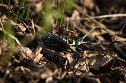 Two grass snake heads Stock Photos