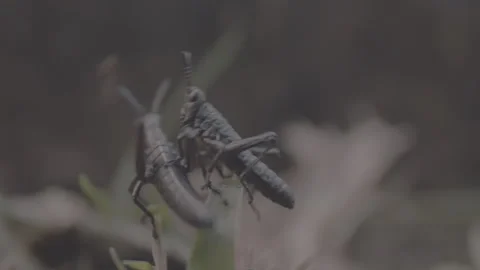 Two Grasshopper Climb Over Each Other on Blade of Grass Stock Footage 263006632