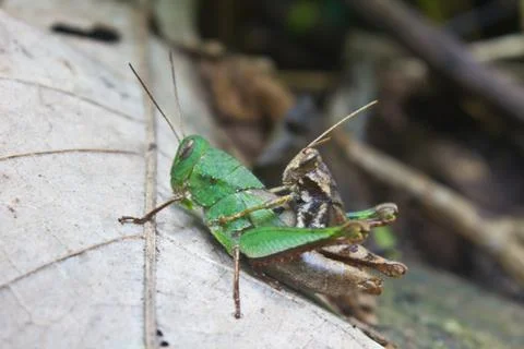 Two grasshopper on leaf Stock Photos