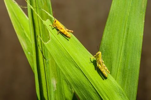 Two grasshopper Foto stock