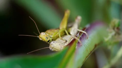 Two grasshoppers are on a leaf Stock Photos
