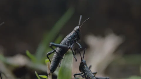 Two Grasshoppers Climbing Over Each Other Stock Footage 263008572