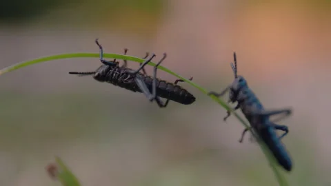 Two grasshoppers climbing up single blade of grass Stock Footage 263009331