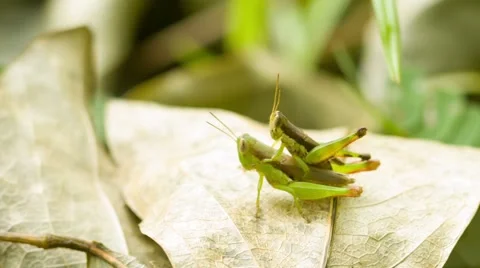 Two grasshoppers copulating on tropical rainforest 库存影片 41278147