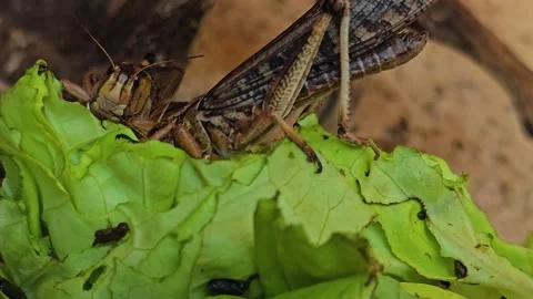 Two Grasshoppers eating  Stock Footage 269819979