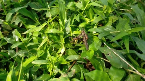 Two grasshoppers Video stock 291777188