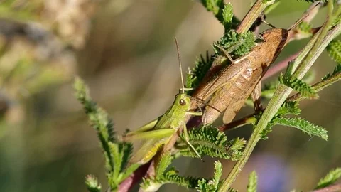 Two grasshoppers in the grass Stock Footage 80126469