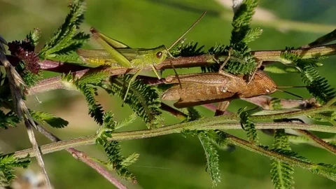 Two grasshoppers in the grass Stock Footage 81668501